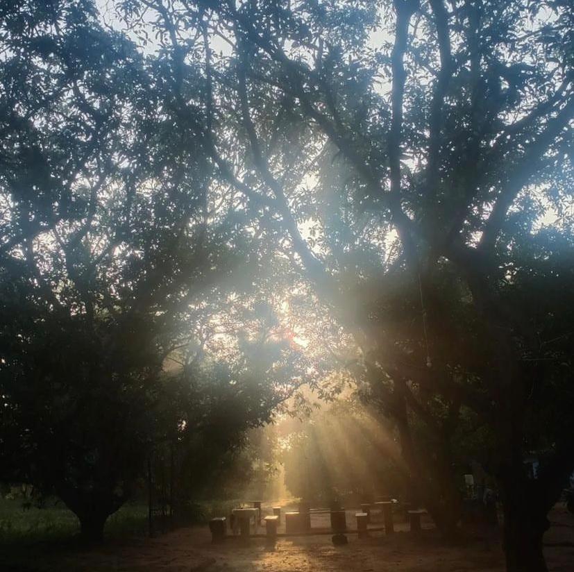 Art Forest بونديتْشيري المظهر الخارجي الصورة